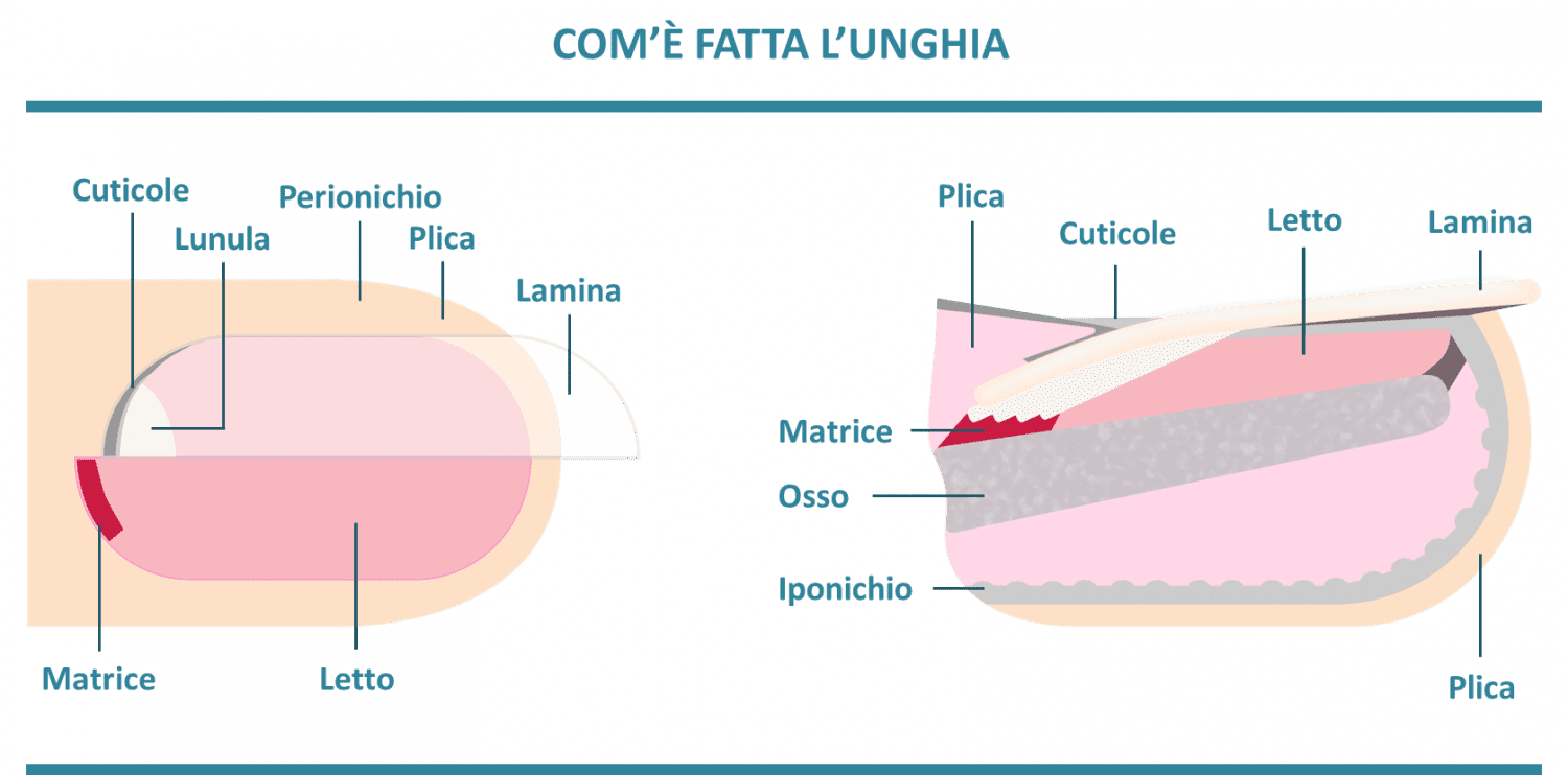 Unghie Struttura E Funzioni Diabete