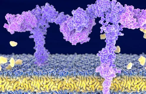 Insulina e diabete: Come vengono utilizzati l’insulina e il glucosio?