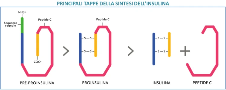 principali tappe della sintesi dell'insulina